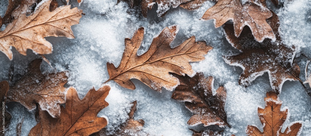 Poster Close up abstract texture of dried oak leaves lying on a background of white snow. with copy space image. Place for adding text or design