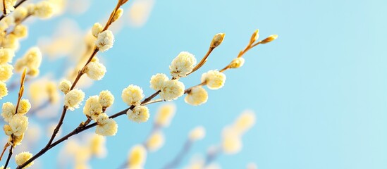Fototapeta premium Blooming yellow willow branch against a clear blue sky close up Panoramic view copyspace background texture wallpaper Spring floral setting Easter theme