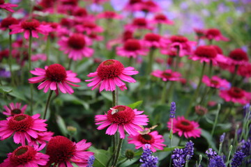 Bees feeding on pink flowers
