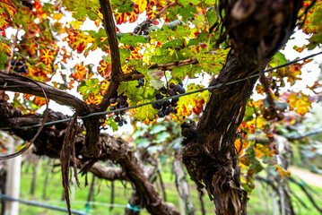 2023 11 01 Lonigo grapes 9