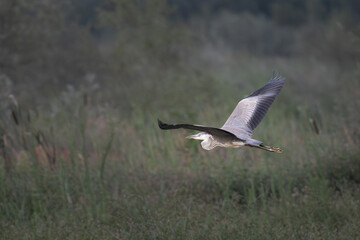Grey heron in flight