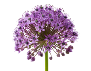 Allium, isoliert auf weißen Hintergrund, Freisteller, Transparent