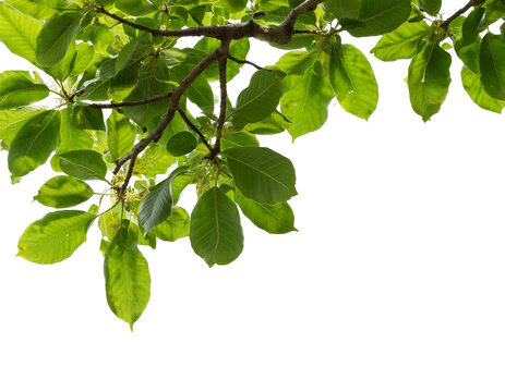Bl&auml;tter am Baum, isoliert auf wei&szlig;en Hintergrund, Freisteller, Transparent