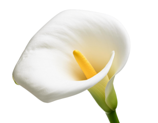 Calla, isoliert auf weißen Hintergrund, Freisteller, Transparent