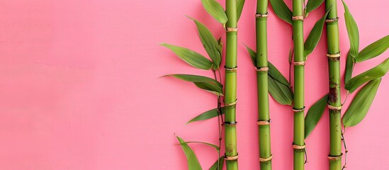 Bamboo shoot with bamboo stem and leaves on a pink background top view copyspace