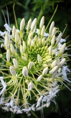 Obraz premium close up of a flower