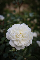 white rose in garden