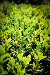 green leaves background