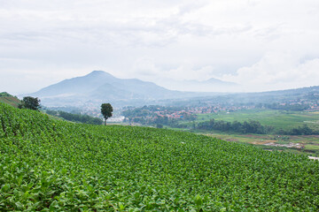 Fototapeta premium Tobacco Plantations in the Bandung Area