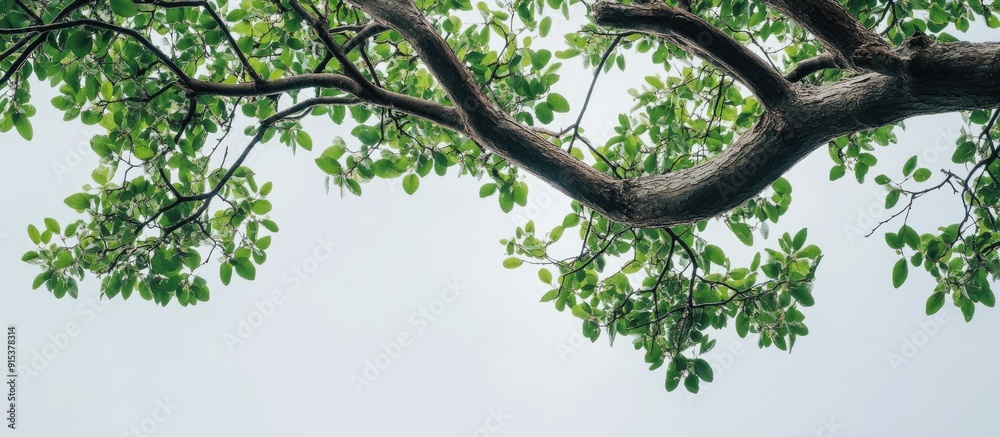 Poster Tree branches overcast skies and green foliage. with copy space image. Place for adding text or design