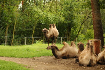 camel, animal, mammal, large, brown