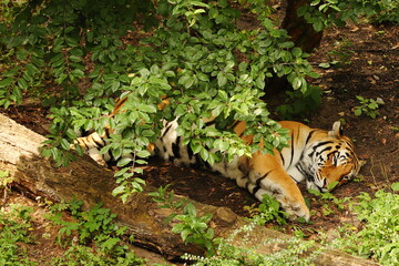 tiger, animal, mammal, wild cat