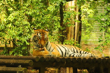 tiger, animal, mammal, wild cat