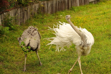 ostrich, bird, summer, feathers, white