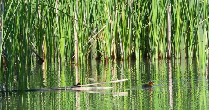 Little small baby redhead coot chicks swim on a lake full of reeds natural sound
