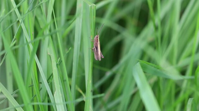 a grasshopper in a meadow close up 4k 25fps video