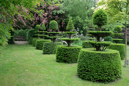 If, Taxus baccata, Aub&eacute;pine, Jardins de la ferme du mont des R&eacute;collets, Cassel, 59, Nord, France