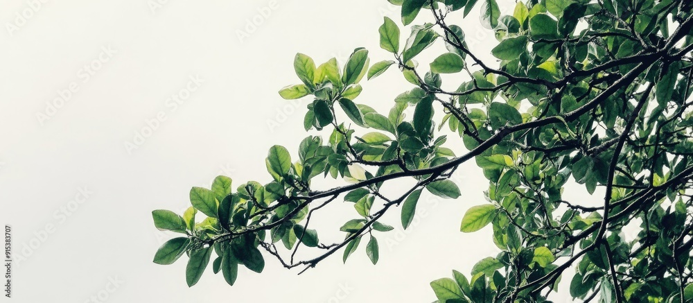 Fototapete Tree branches overcast skies and green foliage. with copy space image. Place for adding text or design