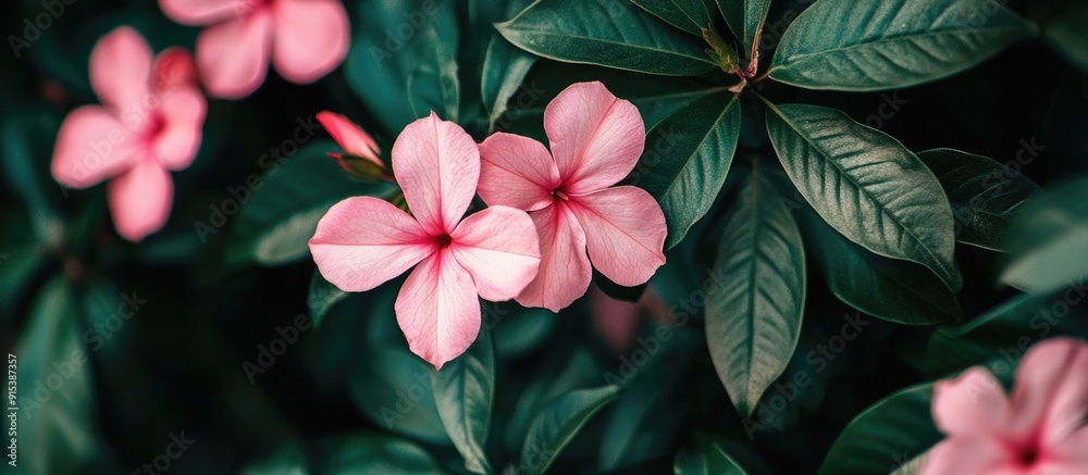 Aufkleber image of pink flowers with green leaves taken during the day. with copy space image. place for addin