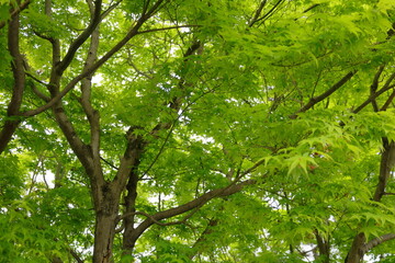 初夏の木