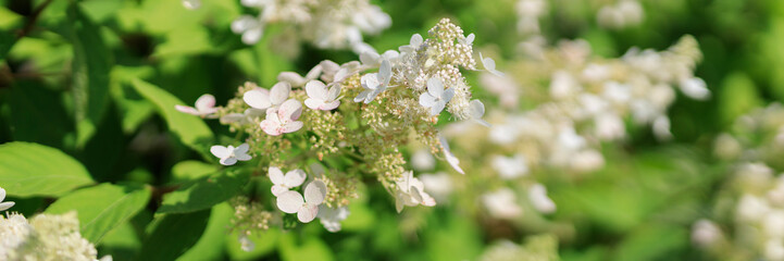 A bunch of white flowers with green leaves. The flowers are in full bloom and are very pretty