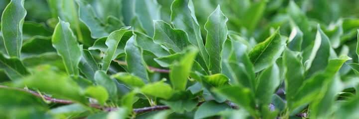 A lush green plant with leaves that are green and shiny. The leaves are arranged in a way that they are overlapping each other