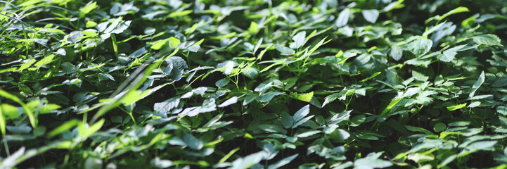 A lush green field with many plants and grass. The field is full of green plants and grass, and it looks like a beautiful, peaceful place