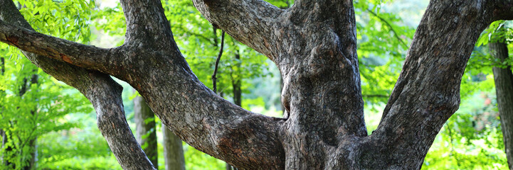 Obraz premium A tree with a thick trunk and branches. The tree is surrounded by a forest