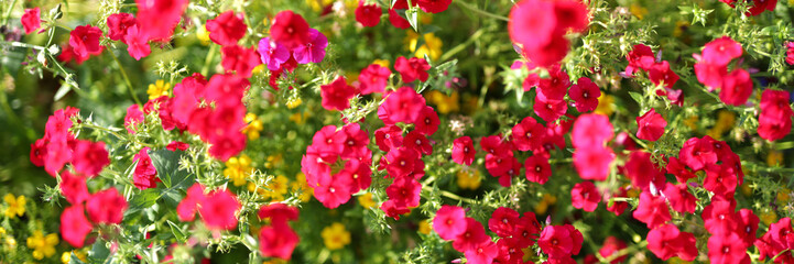 A bunch of red flowers with yellow flowers in the background. The flowers are in full bloom and are very colorful