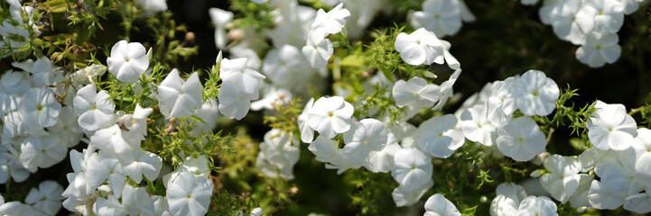 A field of white flowers with green leaves. The field is full of flowers and the sun is shining on them