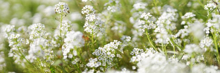 A field of white flowers with a few brown spots. The flowers are in full bloom and are scattered throughout the field. Scene is peaceful and serene, as the flowers are spread out