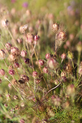 A field of flowers with many pink flowers