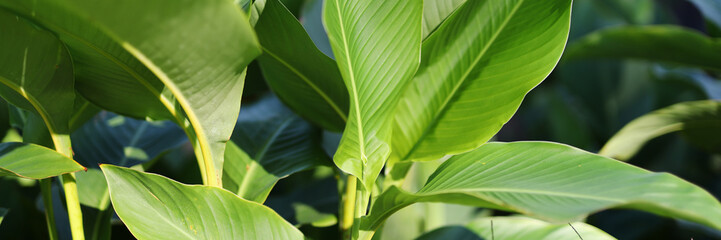 A leafy green plant with a leafy stem