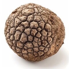 Obraz premium Close-up of a dried, textured pine cone resembling a spherical ball on a white background. Unique and detailed natural texture.