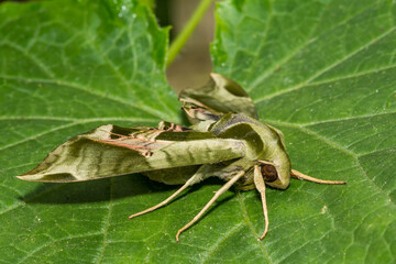 Pandora Sphinx Moth - Eumorpha pandorus