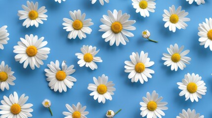 Repetitive daisy pattern with chamomile flowers on blue background, top view