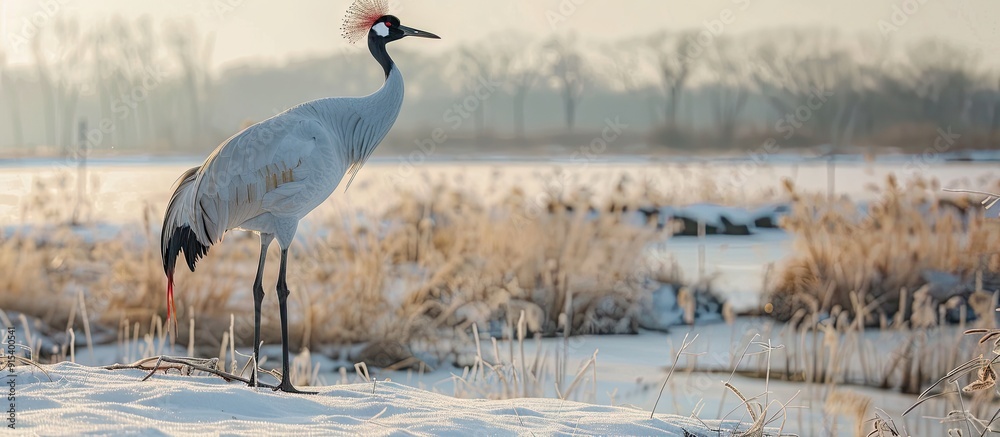 Poster Winter bird watching red crowned crane. with copy space image. Place for adding text or design