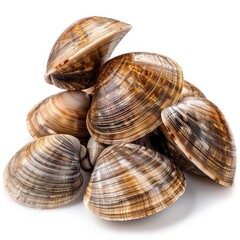 Fresh clams on a white background.
