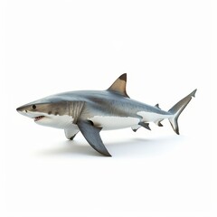 Fototapeta premium Great white shark swimming in clear water, showcasing its powerful body and sharp teeth, isolated on a white background.