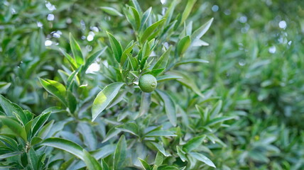 One lime fruit growing on a tree, green citrus foliage, close-up, blurry. Growing tropical fruits,...