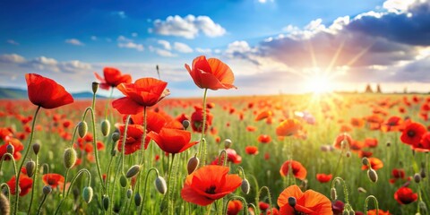 Fototapeta premium Botanical field with red poppy flowers in summer day, botanical, field, red poppy, flowers, summer, sunny, vibrant