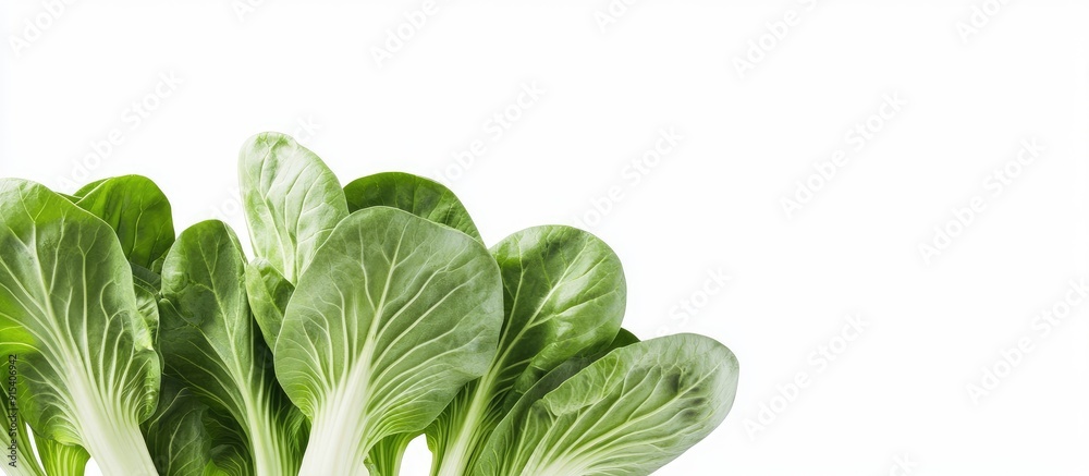 Leinwandbilder pok choi against a white background. with copy space image. place for adding text or design