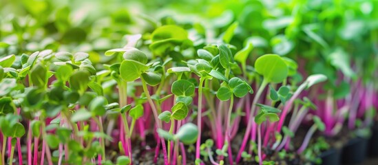 Micro green plant sprouts isolated on a white background Radish microselen Variety of micro greens Vegan sunflower greens micro shoots Close up of growing sprouted seeds micro greens