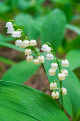 Obraz premium 北海道の初夏の花 スズラン