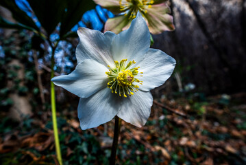 2023 12 27 Lecco Helleborus niger 43