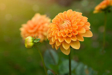 Bright orange dahlia flower in the garden. Flower harvest. Top view. Sunlight