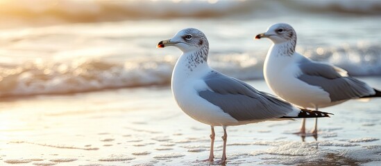 Fototapeta premium Seagulls at the beach in natural daylight. with copy space image. Place for adding text or design