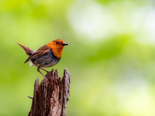 森の中で枯れ木に留まって周りを見渡しているコマドリの雄