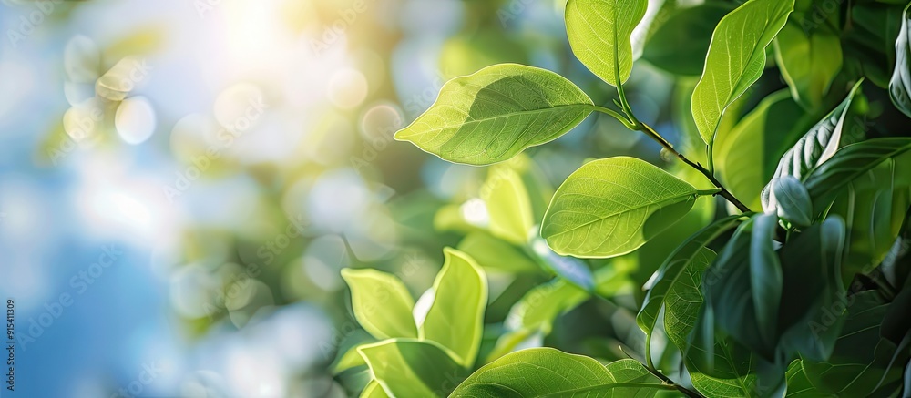 Poster Ficus benjamina branches and leaves soft with selective focus against a blurred background of clouds and blue sky. with copy space image. Place for adding text or design