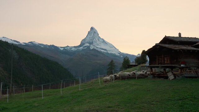 Matterhorn mountain over farm on hill with flock of sheep raised at Switzerland
